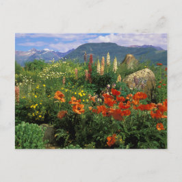 Postal EE. UU., Colorado, Crested Butte. Amapolas y lupin