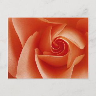 Postal EE. UU., Colorado, Lafayette. Rosa melocotón prime