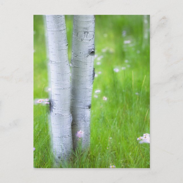Postal EE. UU., Colorado, Lake City, Aspens y (Anverso)