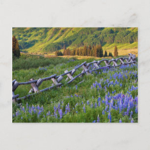 Postal EE. UU., Colorado. Lupinos y valla de riel partido