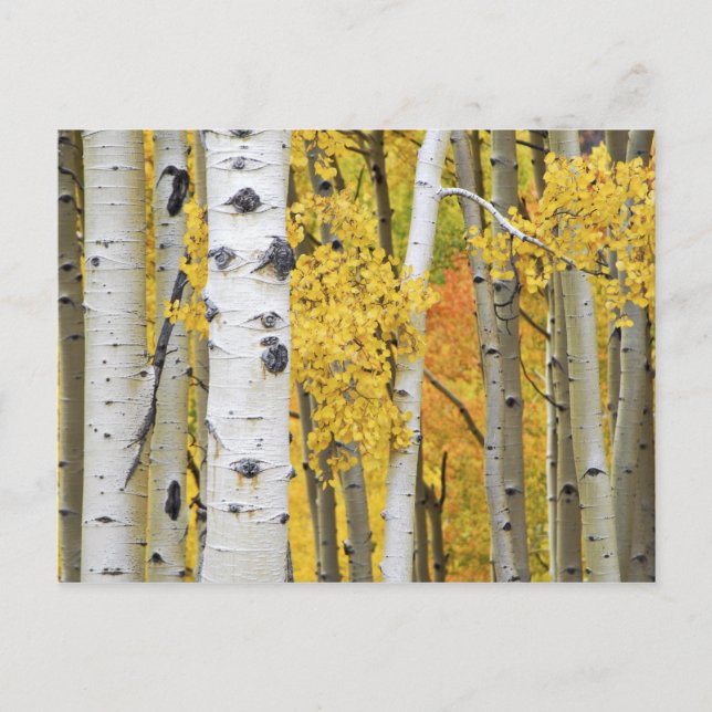 Postal EE. UU., Colorado, Montañas Rocosas.  Aspen íntimo (Anverso)