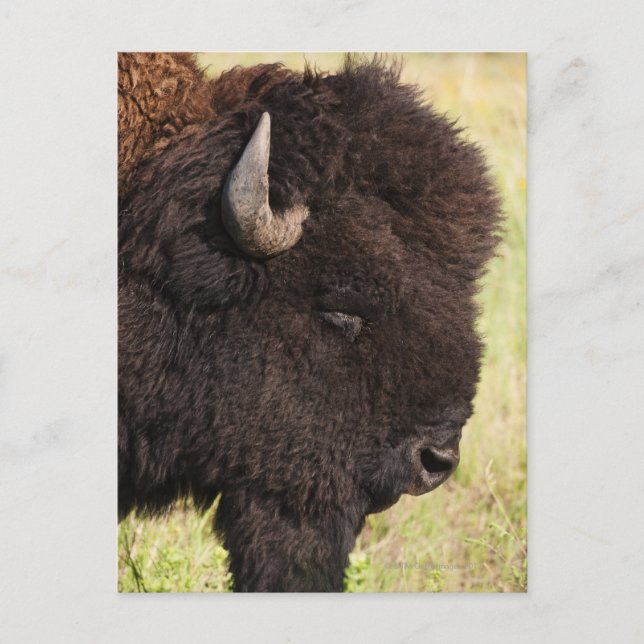 Postal EE.UU., Dakota del Sur, American bison (Bison biso (Anverso)