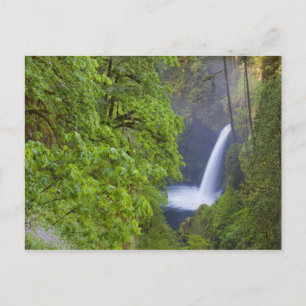 Postal EE. UU., Eagle Creek, Columbia Gorge, Oregon. 2