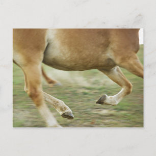 Postal EE. UU., Estado de Nueva York, Hudson, Caballo cor