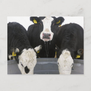 Postal EE.UU., Estado de Nueva York, Vacas bebiendo de co
