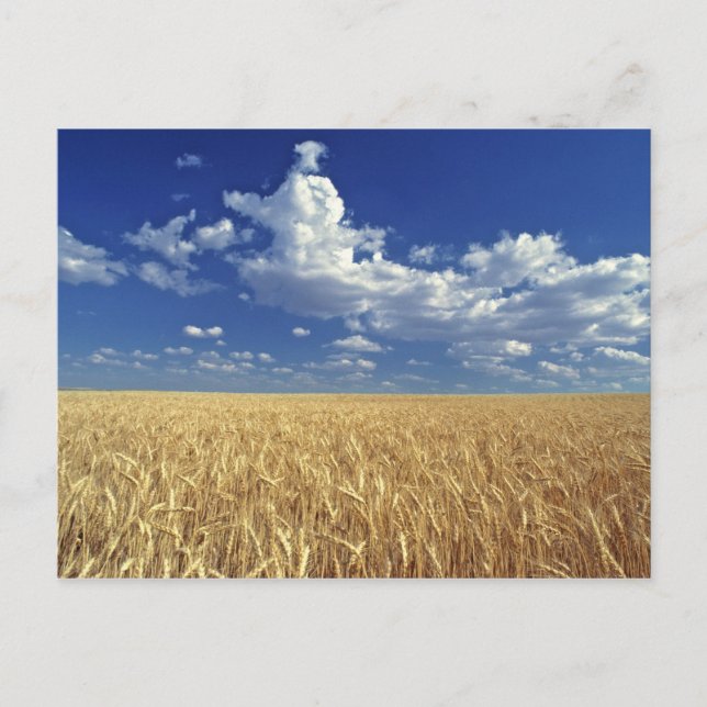 Postal EE. UU., Estado de Washington, Colfax. Trigo madur (Anverso)