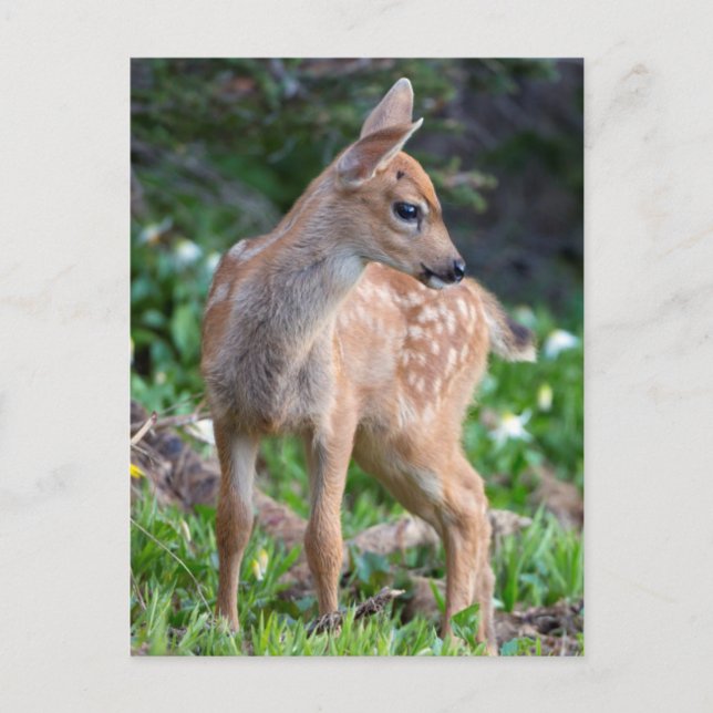 Postal EE. UU., Estado de Washington. Cria de venado de c (Anverso)