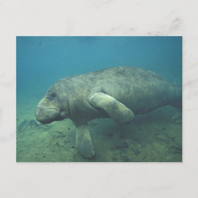 Postal EE. UU., FL, Manatee (Anverso)