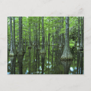 Postal EE. UU., Florida, Bosque Nacional Apalachicola, Ca