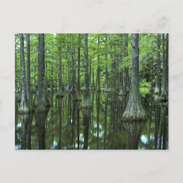 Postal EE. UU., Florida, Bosque Nacional Apalachicola, Ca (Anverso)