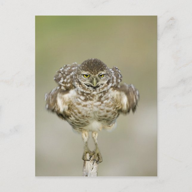 Postal EE.UU., Florida, Cabo Coral, cierre de la rebelión (Anverso)