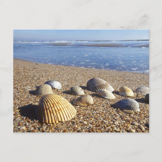 Postal EE. UU., Florida, conchas marinas costeras (Anverso)