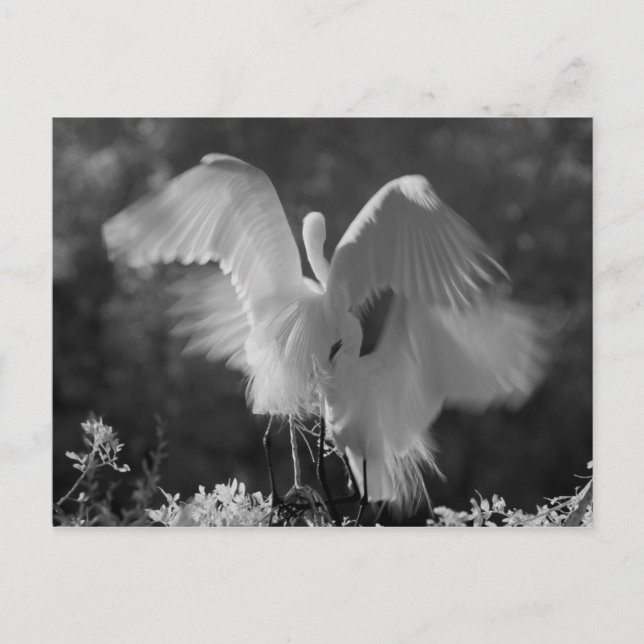 Postal EE. UU., Florida, Garza Blanca (Ardea alba) infrar (Anverso)