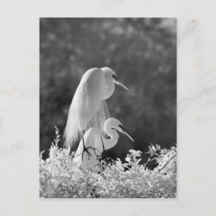 Postal EE. UU., Florida, Garza Blanca (Ardea alba) infrar