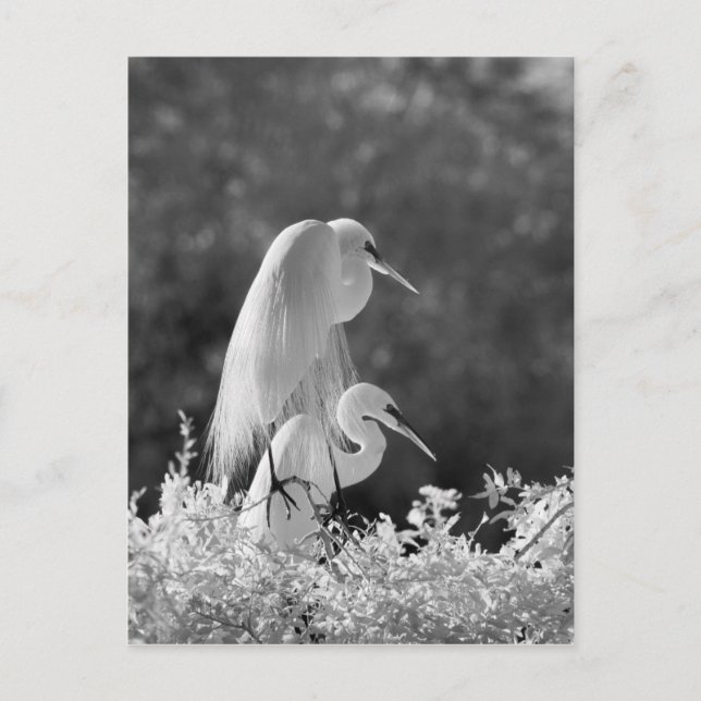 Postal EE. UU., Florida, Garza Blanca (Ardea alba) infrar (Anverso)