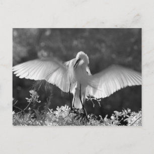 Postal EE. UU., Florida, Garza Real (Ardea alba) infrarro