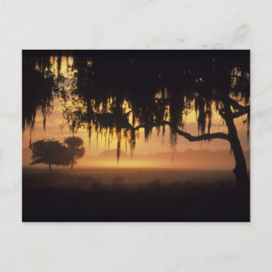 Postal EE. UU., Florida, lago Kissimmee. Silueta al amane