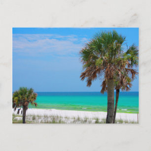 Postal EE.UU., Florida. Palmeras En La Costa Esmeralda