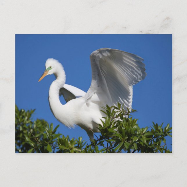 Postal EE.UU., Florida, St. Augustine, Egret (Anverso)