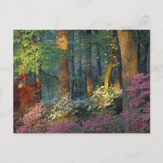 Postal EE. UU., Georgia, Callaway Gardens, bosque de azal (Anverso)