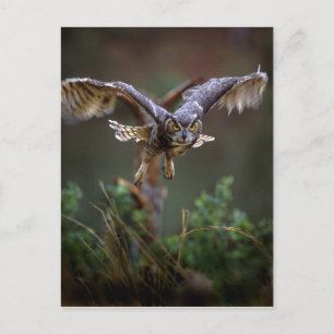 Postal EE.UU., Georgia, Montaña Pine, Jardines Callaway.