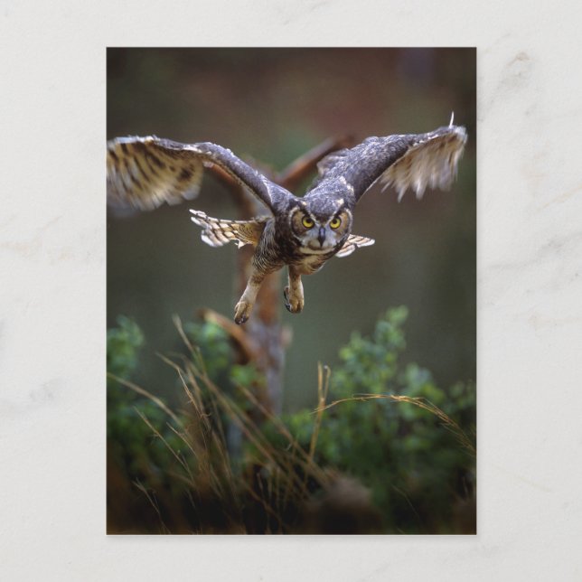 Postal EE.UU., Georgia, Montaña Pine, Jardines Callaway. (Anverso)