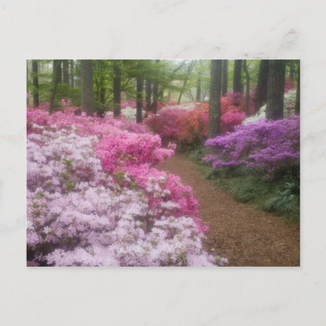 Postal EE. UU.; Georgia; Pine Mountain. Azaleas a las 2 (Anverso)