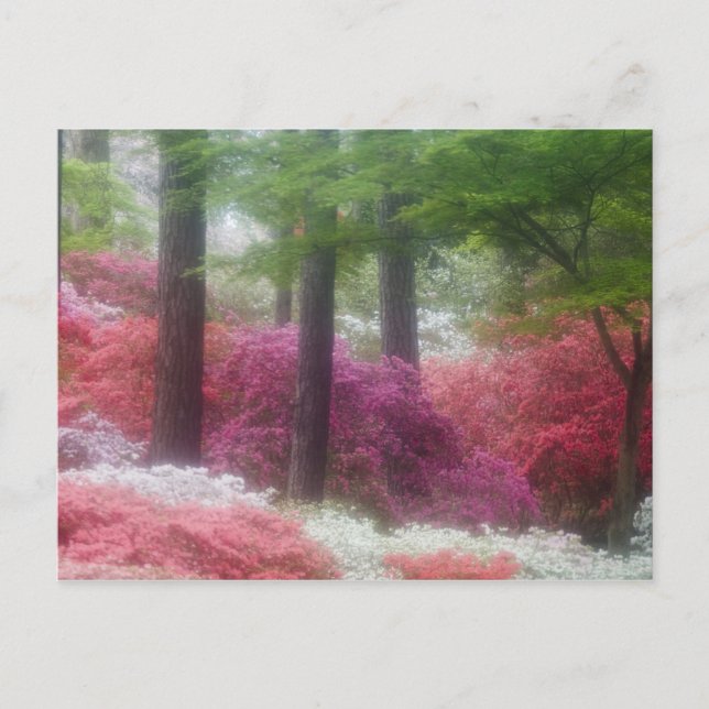 Postal EE. UU.; Georgia; Pine mountain. Azaleas en (Anverso)