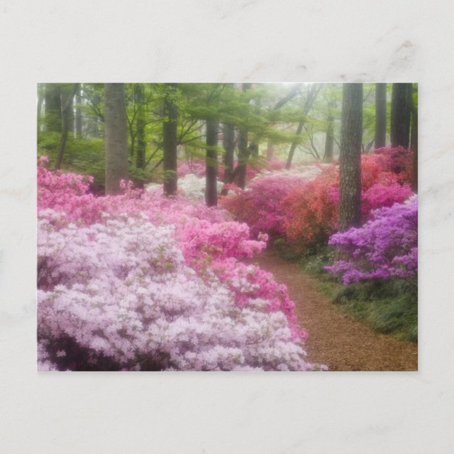 Postal EE. UU.; Georgia; Pine Mountain. Azaleas en (Anverso)