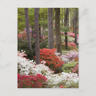 Postal EE. UU., Georgia, Pine Mountain. Un bosque de