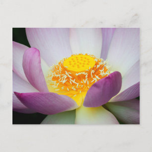 Postal EE.UU., Georgia, Savannah, Cierre De Un Lotus 2