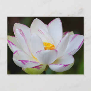 Postal EE. UU., Georgia, Savannah, Flor de Loto en Florac