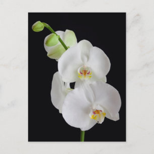 Postal EE.UU., Georgia, Savannah, Grupo de orquídeas