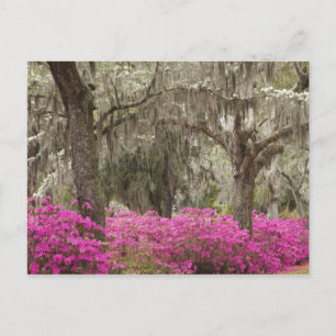 Postal EE. UU., Georgia, Savannah, Primavera en Historic