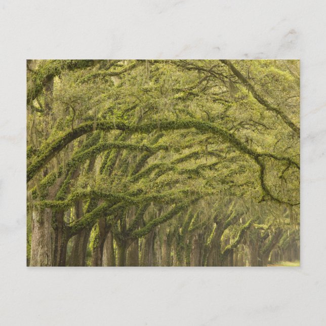 Postal EE. UU.; Georgia; Savannah. Robles con (Anverso)