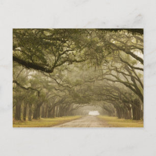 Postal EE. UU., Georgia, Savannah, Un camino bordeado de 
