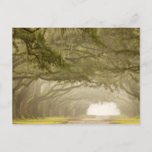 Postal EE. UU., Georgia, Savannah, un camino bordeado de 