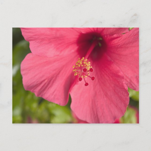 Postal EE. UU., Hawái, Kauai, Hibisco (Anverso)