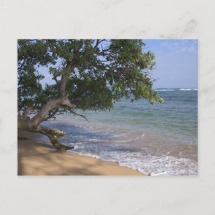 Postal EE. UU., Hawái, Kauai, paisaje de playa. RF)