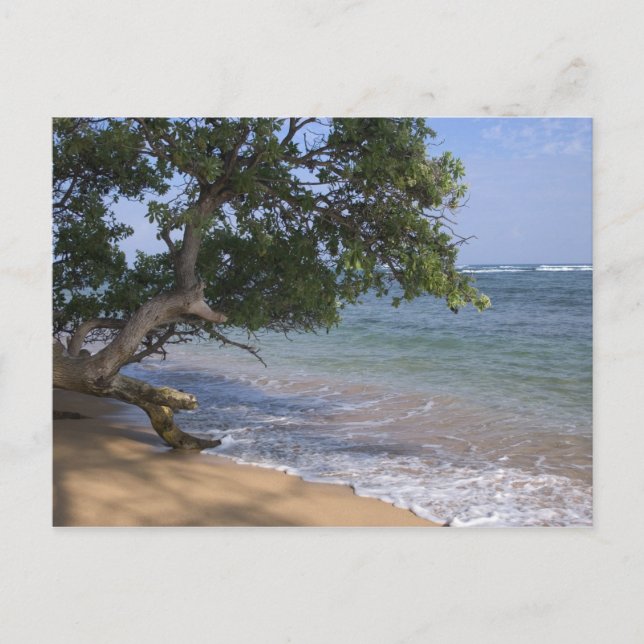 Postal EE. UU., Hawái, Kauai, paisaje de playa. RF) (Anverso)