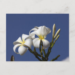 Postal EE. UU., Hawái, Kauai, plumeria blanca.