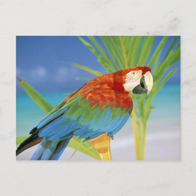 Postal EE. UU., Hawái. Loro (Anverso)