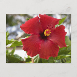 Postal EE. UU., Hawái, Oahu. El Hibisco es el