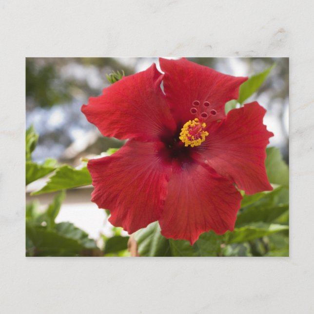Postal EE. UU., Hawái, Oahu. El Hibisco es el (Anverso)