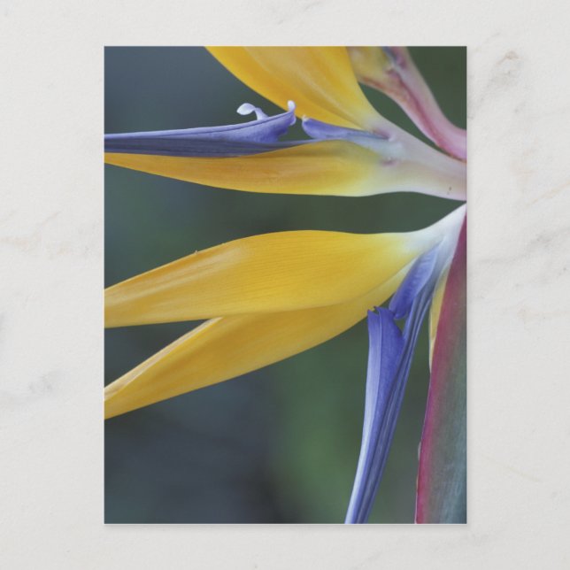 Postal EE.UU., Hawaii, Maui, Hana, Ave del paraíso (Anverso)