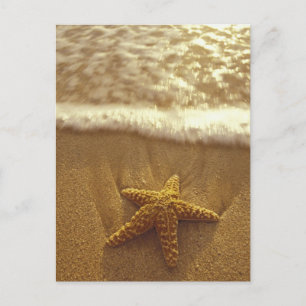 Postal EE.UU., Hawaii, Maui, Maui, Kihei, Starfish y
