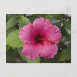 Postal EE.UU., Hawaii, Oahu. El Hibiscus es el 2