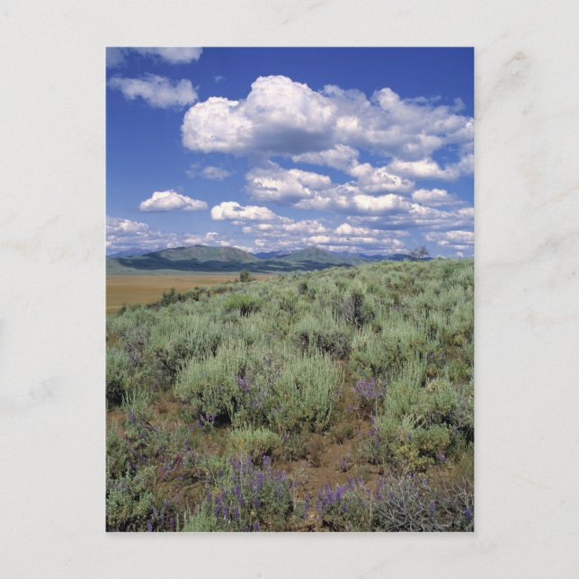 Postal EE.UU., Idaho, Camas Co. Sagebrush y lupino (Anverso)