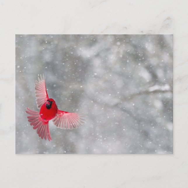 Postal EE. UU., Indiana, Indianápolis. Un cardenal macho (Anverso)