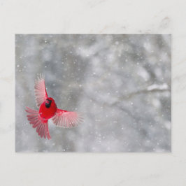 Postal EE. UU., Indiana, Indianápolis. Un cardenal macho